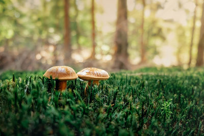 Imleria badia - edible mushroom. fungus in the natural environment. bay bolete