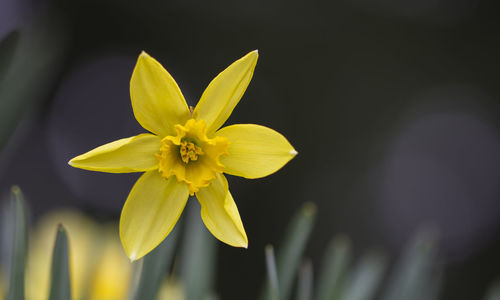 Close-up of yellow flower