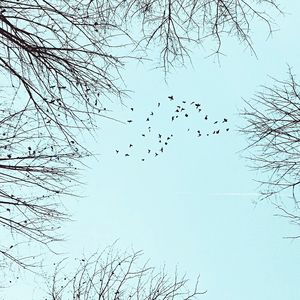 Low angle view of birds perching on tree