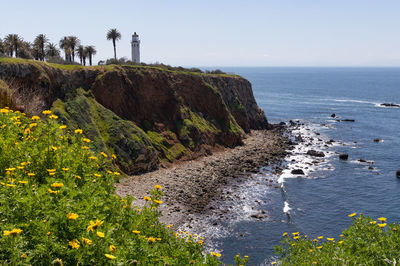 Point vicente lighthouse with flowers in the foreground