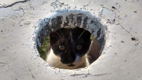 Close-up portrait of cat