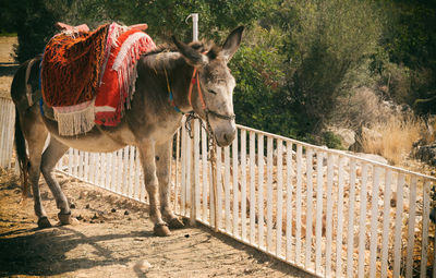 Side view of donkey by railing