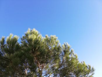 Low angle view of trees against blue sky