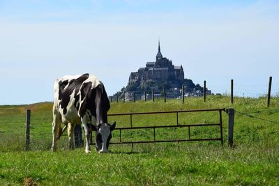 Cow grazing on field against castle