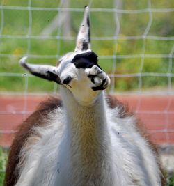 Close-up portrait of a bird in zoo
