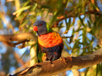 Close-up of parrot perching on branch