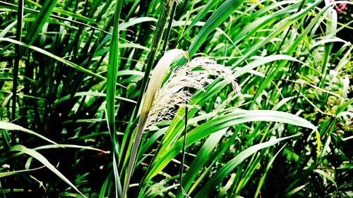 Close-up of plant growing on grassy field