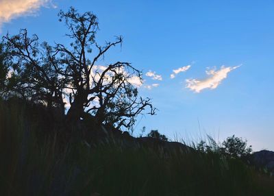 Low angle view of trees against sky