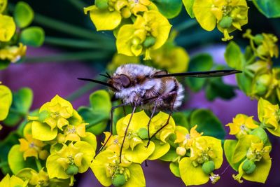 Close-up of butterfly pollinating on yellow flower