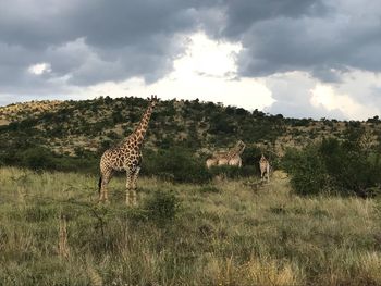 Giraffe standing on landscape against sky