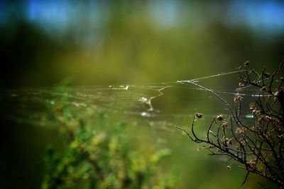 Close-up of wet spider web on plant