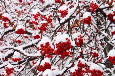 Red berries on tree during winter
