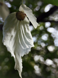 Close-up of white flowering plant