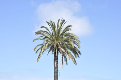 Low angle view of palm tree against sky