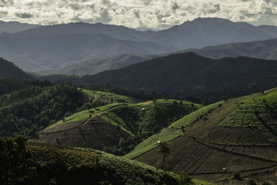 Rice terrace in northern thailand