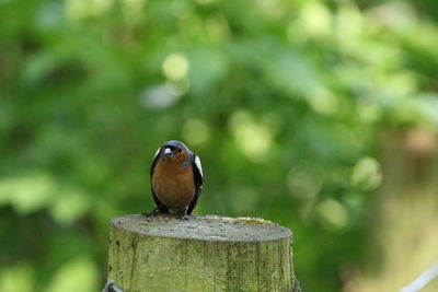 Close-up of bird perching on wooden post