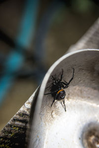 Close-up of housefly