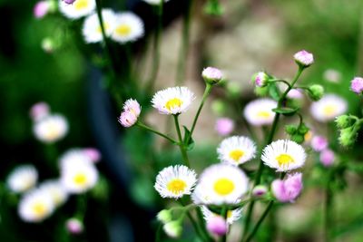 Close-up of daisy flowers