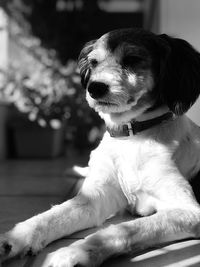 Close-up of dog looking away while sitting at home