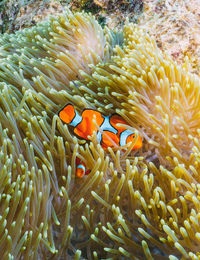 Close-up of fish swimming in sea