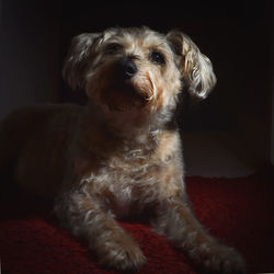 Close-up of dog relaxing on black background