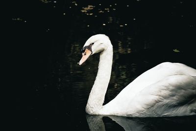 White swan in calm lake