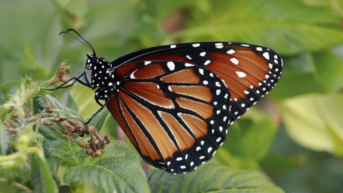 Close-up of butterfly on flower