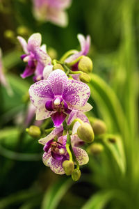 Close-up of pink flowering plant