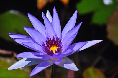 Close-up of purple water lily