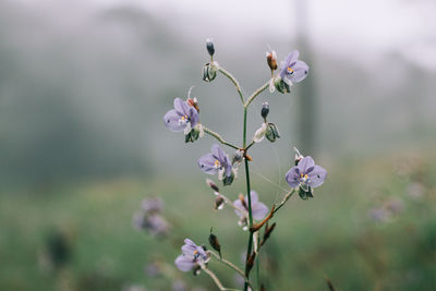 Close-up of flowering plant