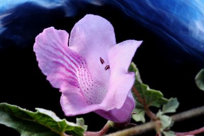 Close-up of pink rose flower