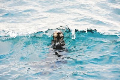 High angle view of otter animal in sea