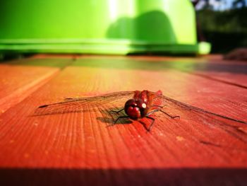 Close-up of insect on table