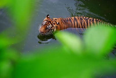 Close-up of tiger