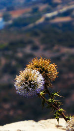 Close-up of flower plant