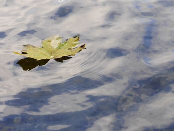 High angle view of water lily in lake