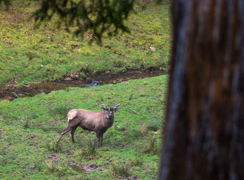 Deer in a forest