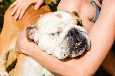 Bulldog being hugged with eyes closed