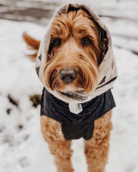 Lucy in scarf