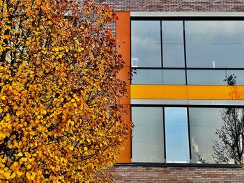 Plants growing by building during autumn