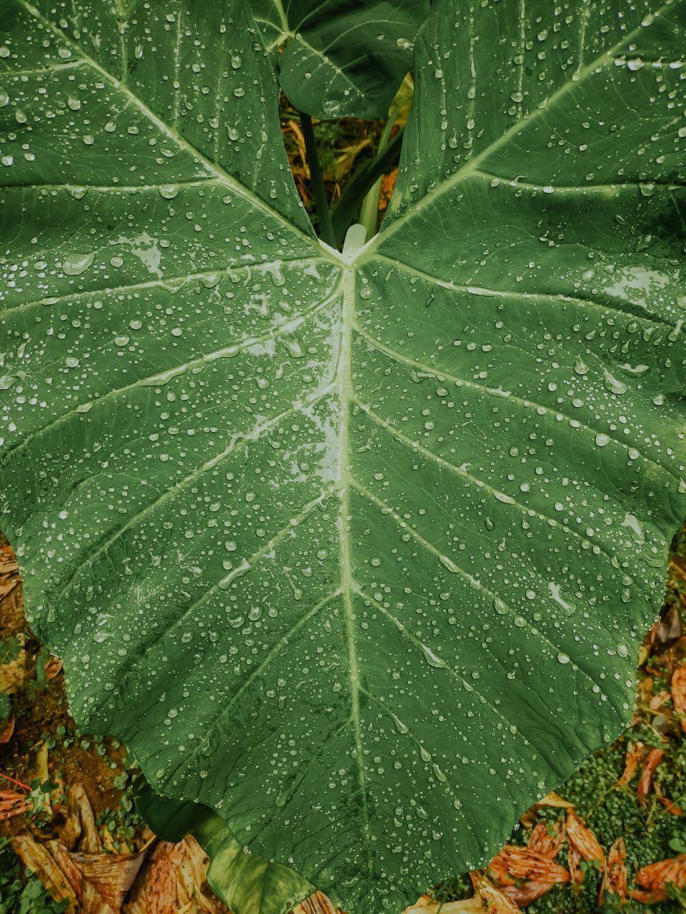 taro leaves,colocasia formosana Water Leaf Close-up Animal Themes Plant Green Color Water Drop Detail Green Leaves Greenery Fallen Young Plant Leaf Vein Dew Glass Web Pink Butterfly Droplet Spider Web Drop Grassland Dragonfly Spider First Eyeem Photo