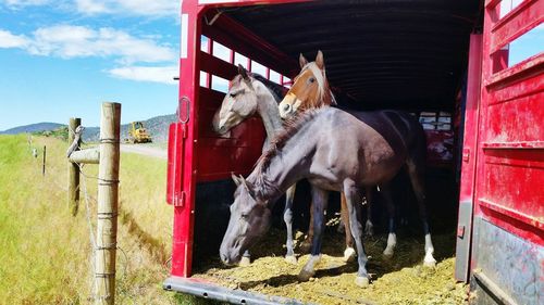 Freedom ride