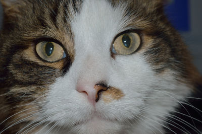 Close-up portrait of cat