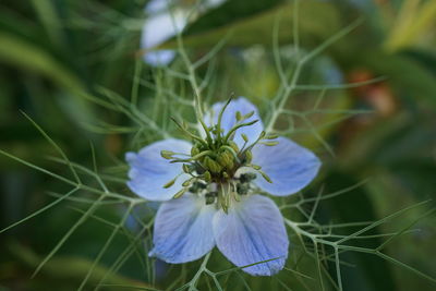 Close-up of flower blooming outdoors