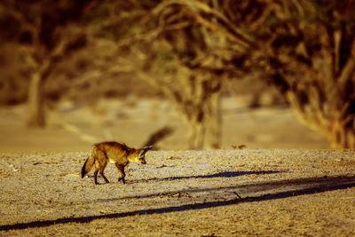 Portrait of fox walking on field