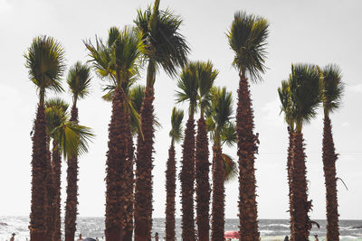 Low angle view of palm trees against clear sky