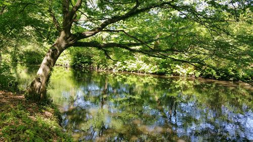 Reflection of trees in lake