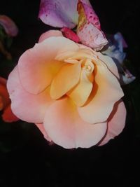 Close-up of rose blooming outdoors