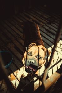 High angle portrait of a dog