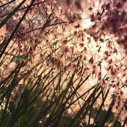 Low angle view of flower tree against sky